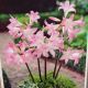 BULB BELLADONNA LILY