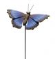 BUTTERFLY BLUE MORPHO 36