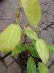 PHILODENDRON 6