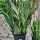 SNAKE PLANT 8