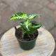 AGLAONEMA 4