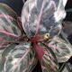 CALATHEA 4