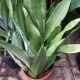 SNAKE PLANT 8