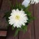 LEUCANTHEMUM MARSHMALLOW #1