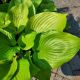 HOSTA SUM & SUBSTANCE #1