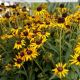 RUDBECKIA  X AMERICAN GOLD RUSH #1.5