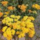 ACHILLEA DESERT EVE TERRACOTTA #3