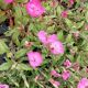 OENOTHERA GLOWING MAGENTA #1.5