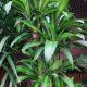 DRACAENA 10