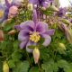 AQUILEGIA EARLYBIRD PURPLE BLUE #1