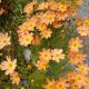 COREOPSIS SIENNA SUNSET #1