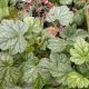 HEUCHERA BERRY TIMELESS #1