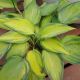 HOSTA JUNE #1