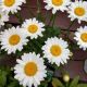 LEUCANTHEMUM BECKY #1