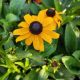 RUDBECKIA FULGIDA GOLDSTURM #1