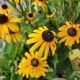 RUDBECKIA VIETTE'S LITTLE SUZY #1