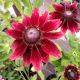 RUDBECKIA CHERRY BRANDY #1