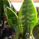 SNAKE PLANT 4