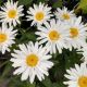 LEUCANTHEMUM SPOON OF SUGAR #1