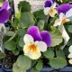 VIOLA PENNY PEACH JUMPUP 3.5