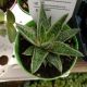 GASTERIA 3