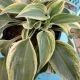 HOSTA BLUE IVORY #1.5