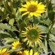 ECHINACEA KISMET YELLOW  #1