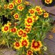 COREOPSIS UPTICK GOLD & BRONZE #1