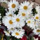 LEUCANTHEMUM DAISY MAY #1