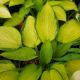 HOSTA GOLD STANDARD #1