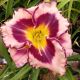 HEMEROCALLIS SOUND OF MY HEART #1.5