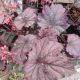 HEUCHERA GRAPE TIMELESS #1