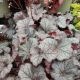 HEUCHERA NORTHERN EXP SILVER#1