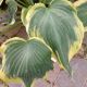 HOSTA EARTH ANGEL #1.5