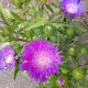 STOKESIA HONEYSONG PURPLE #1