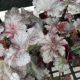 HEUCHERA PLUM PUDDING #1