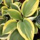 HOSTA LIBERTY #1