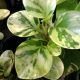 PEPEROMIA 3.5