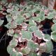 STRAWBERRY BEGONIA 2