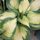 HOSTA FORBIDDEN FRUIT #1.5