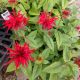 MONARDA JACOB CLINE #2