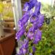 ACONITUM CARMICHAELII FISHERI #1