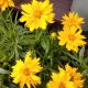 COREOPSIS DOUBLE THE SUN  QT