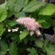 ASTILBE ICE CREAM #1