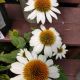 ECHINACEA POWWOW WHITE  #1