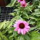 ECHINACEA COMPACT ROSE  #1