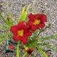 HEMEROCALLIS RUBY STELLA #1