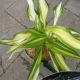 HOSTA COOL AS A CUCUMBER #1