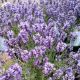 LAVANDULA ESSENCE PURPLE #1