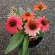 ECHINACEA SOMBRERO HOT CORAL #1